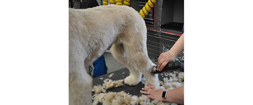 The Soft-Coated Wheaten Terrier
